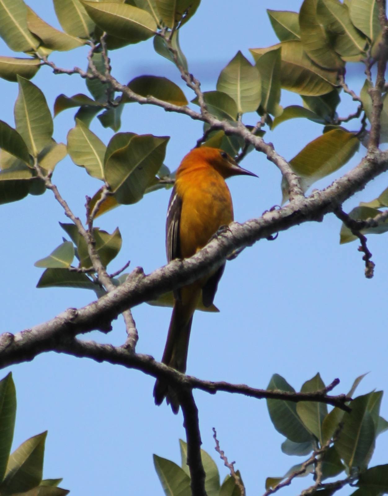 Oriole species ID
