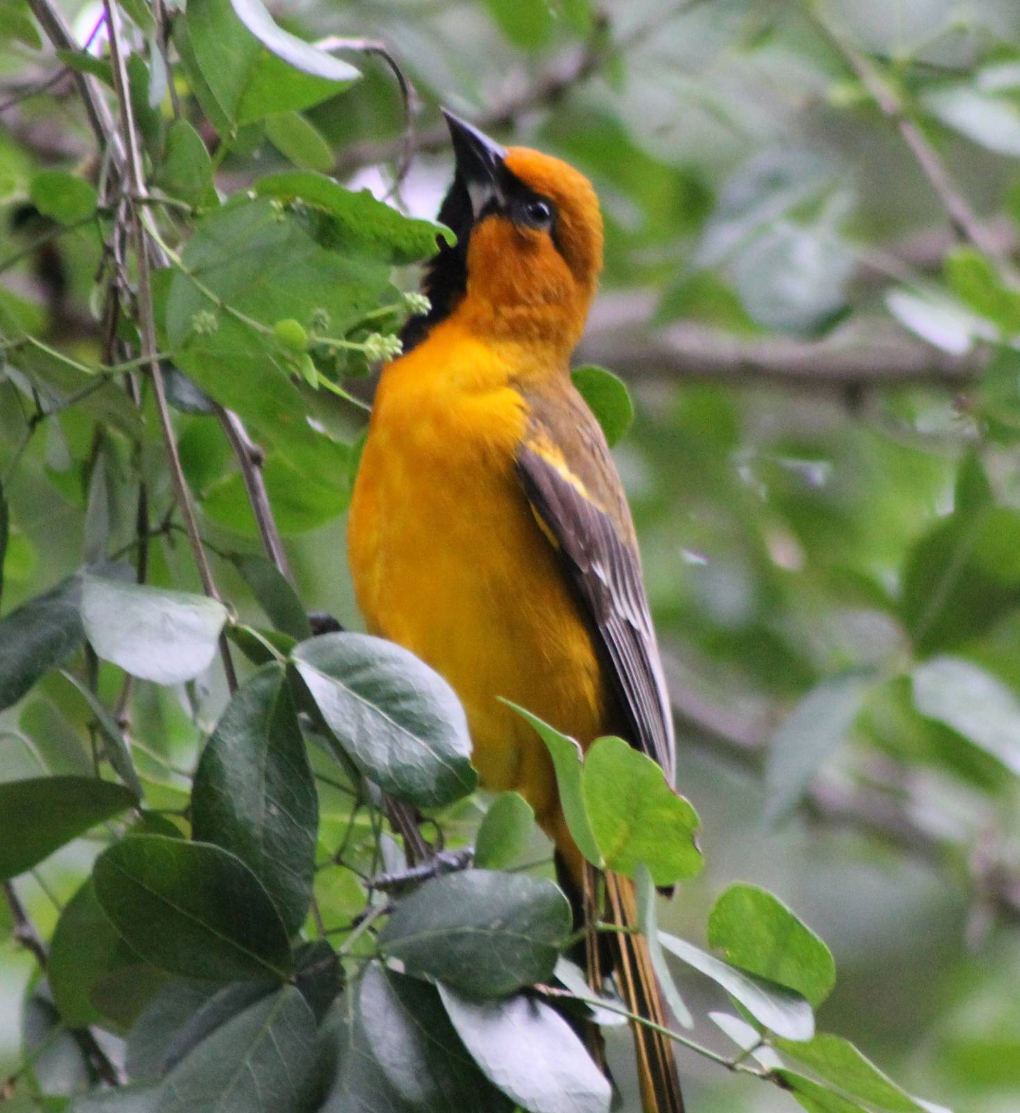 Oriole species ID