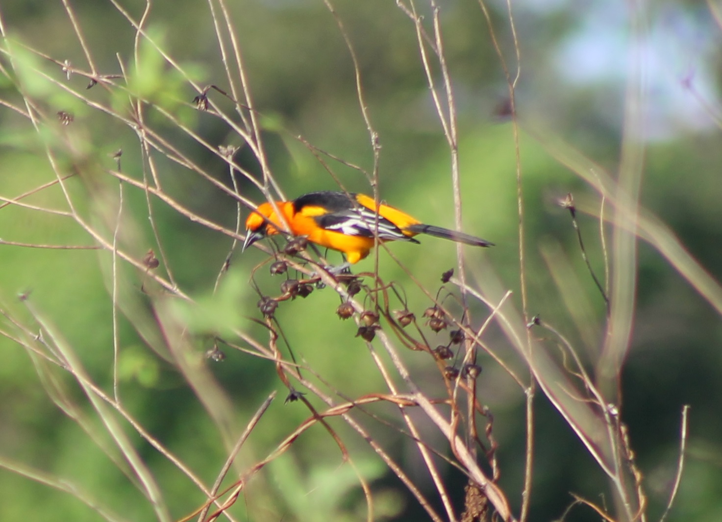 Oriole species
