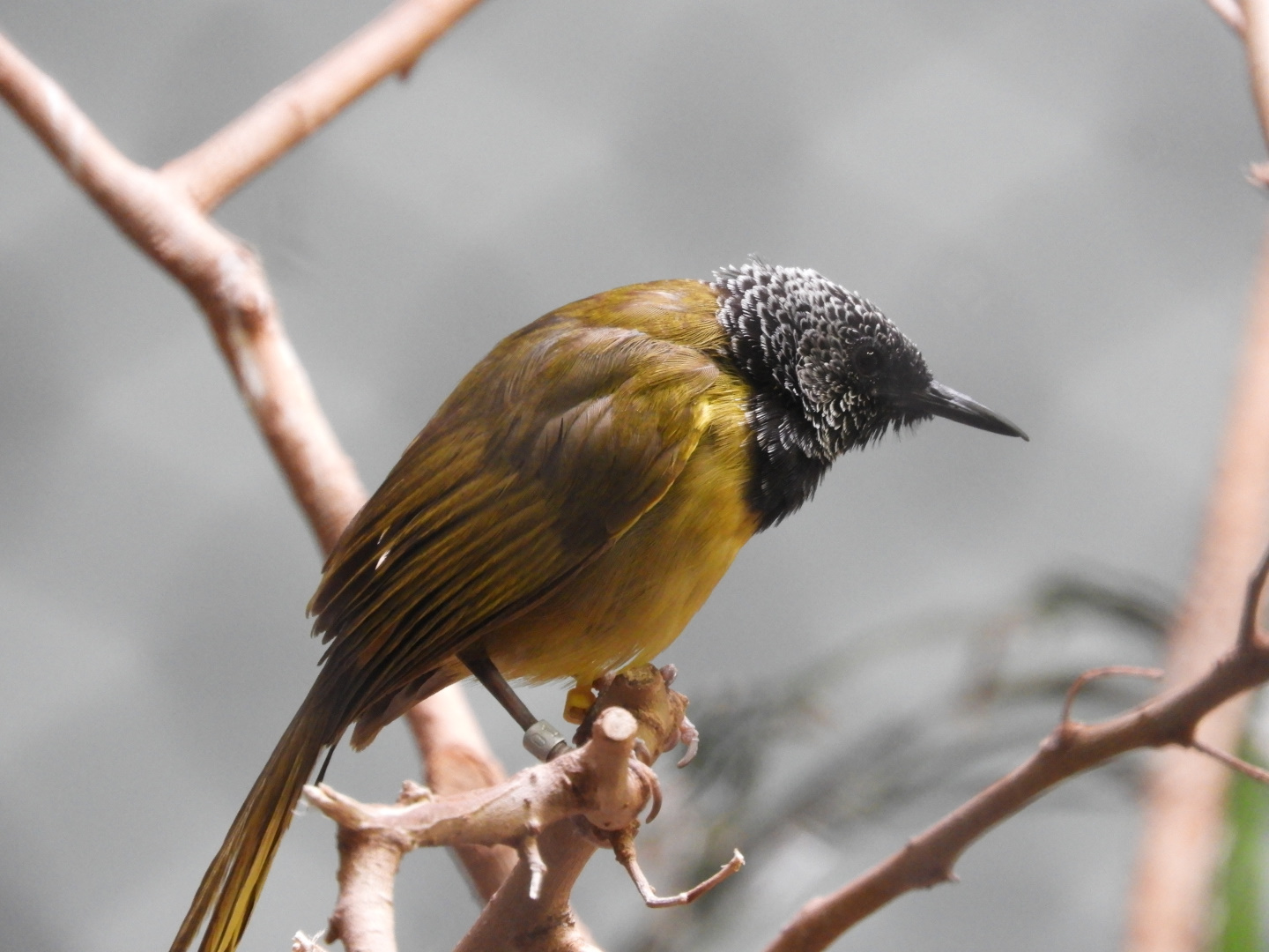 Oriole Warbler (Hypergerus atriceps)