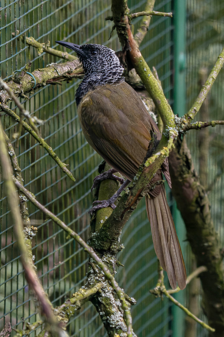 Oriole warbler (Hypergerus atriceps)