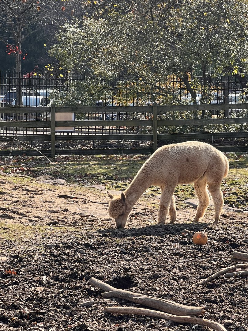 Orion the male Alpaca