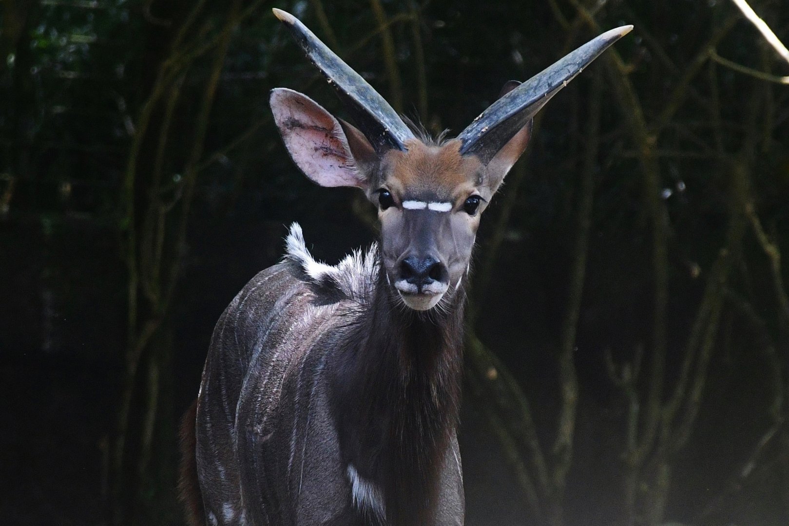 "Orion" the male Nyala