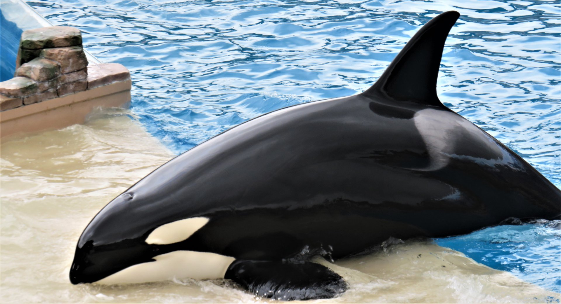 Orkid (Orca)