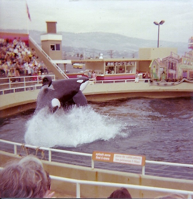 Orky and Corky - Marineland of the Pacific - January 1977 (Closed 1987)