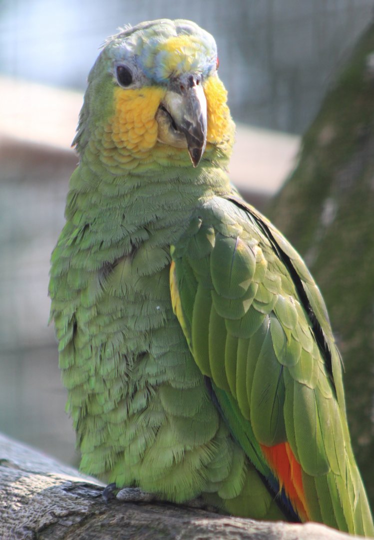 Ornage-winged amazon