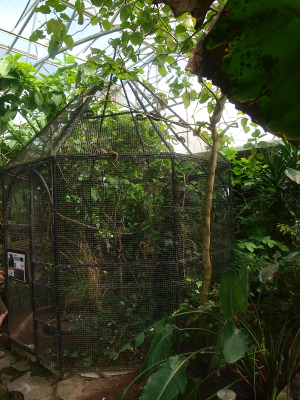 Ornamental aviary with little bitterns (April 19th, 2015)