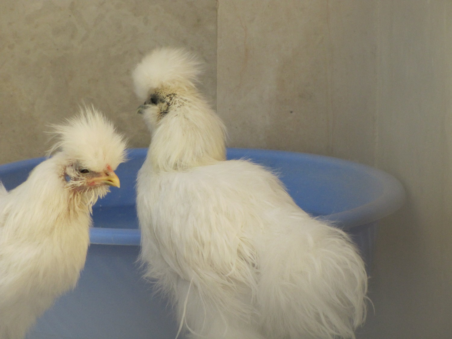 Ornamental chicken(tehran zoo)