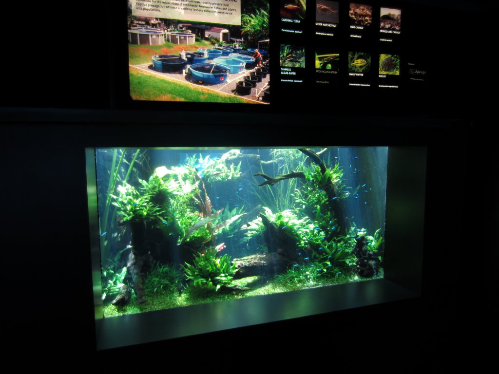Ornamental Fish display