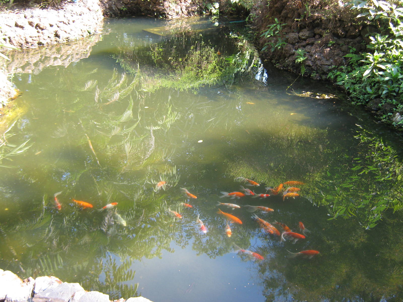 ornamental fish ponds