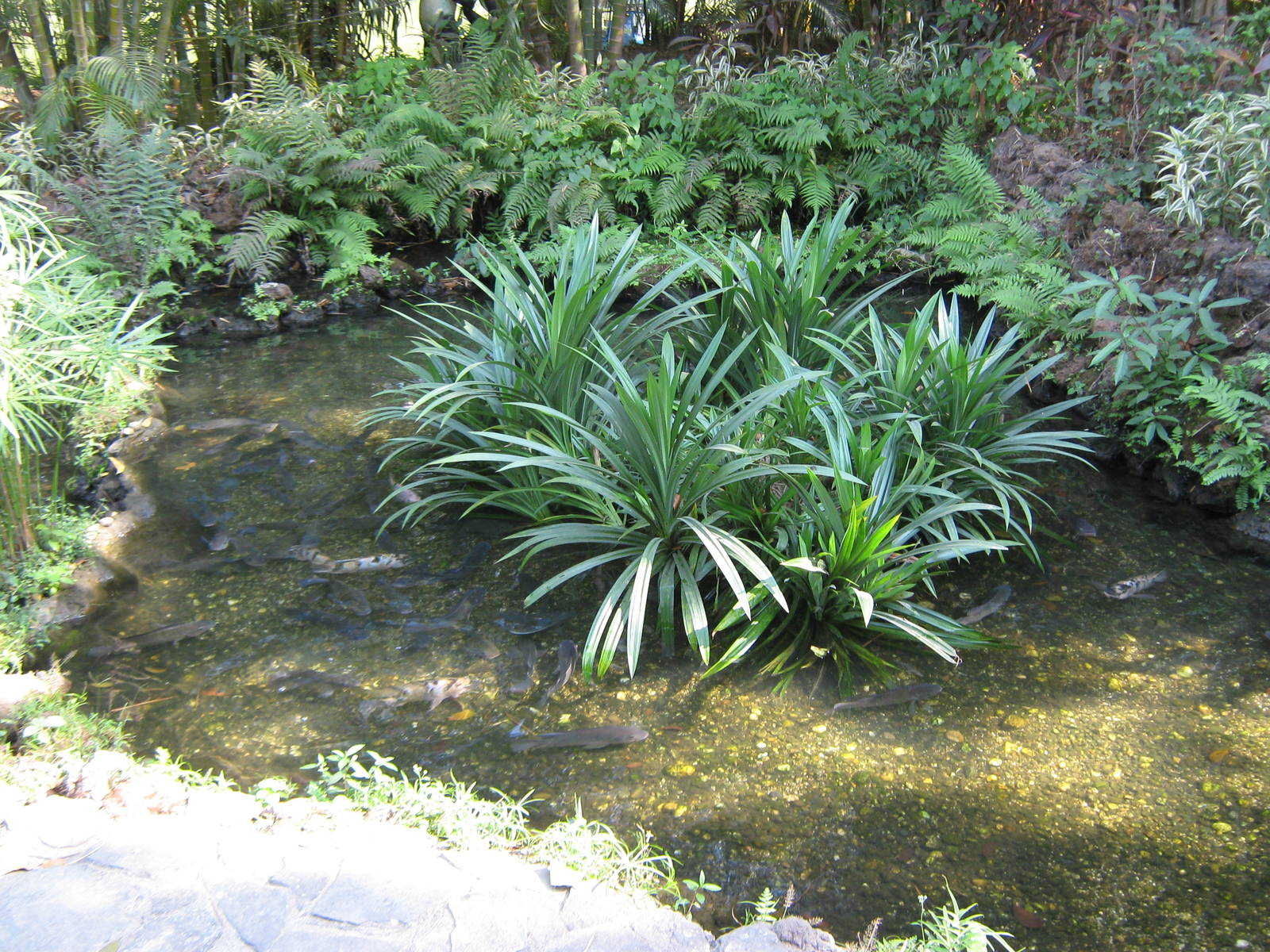 ornamental fish ponds