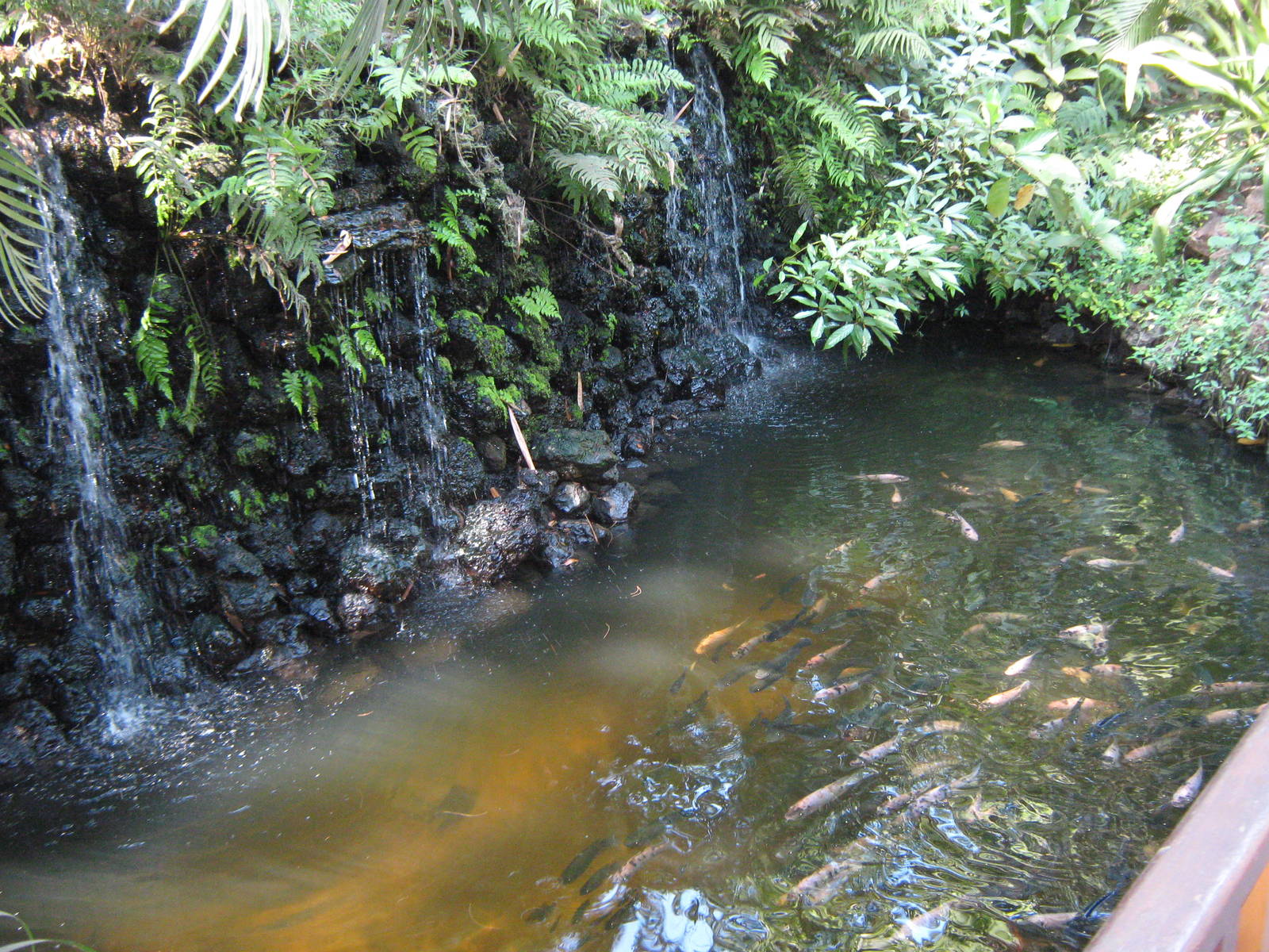 ornamental fish ponds
