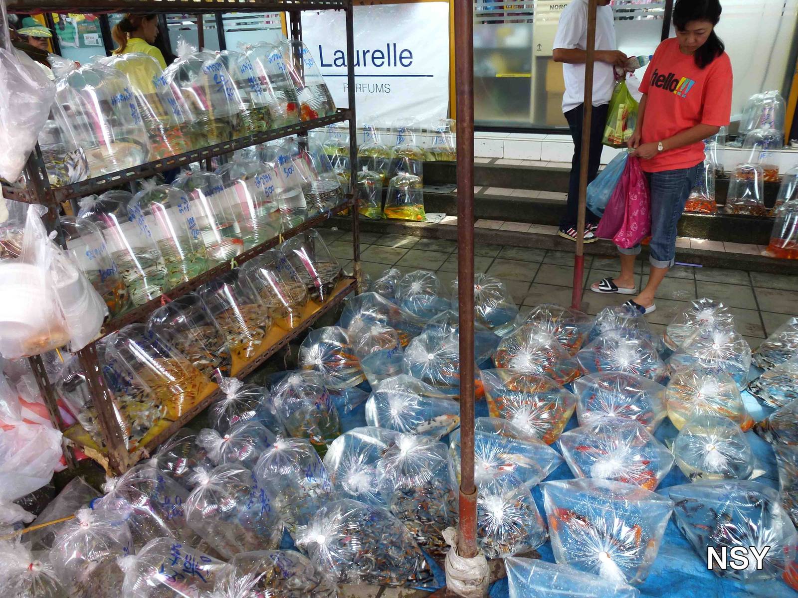 Ornamental fish stand - Chatuchak market, June 2013.