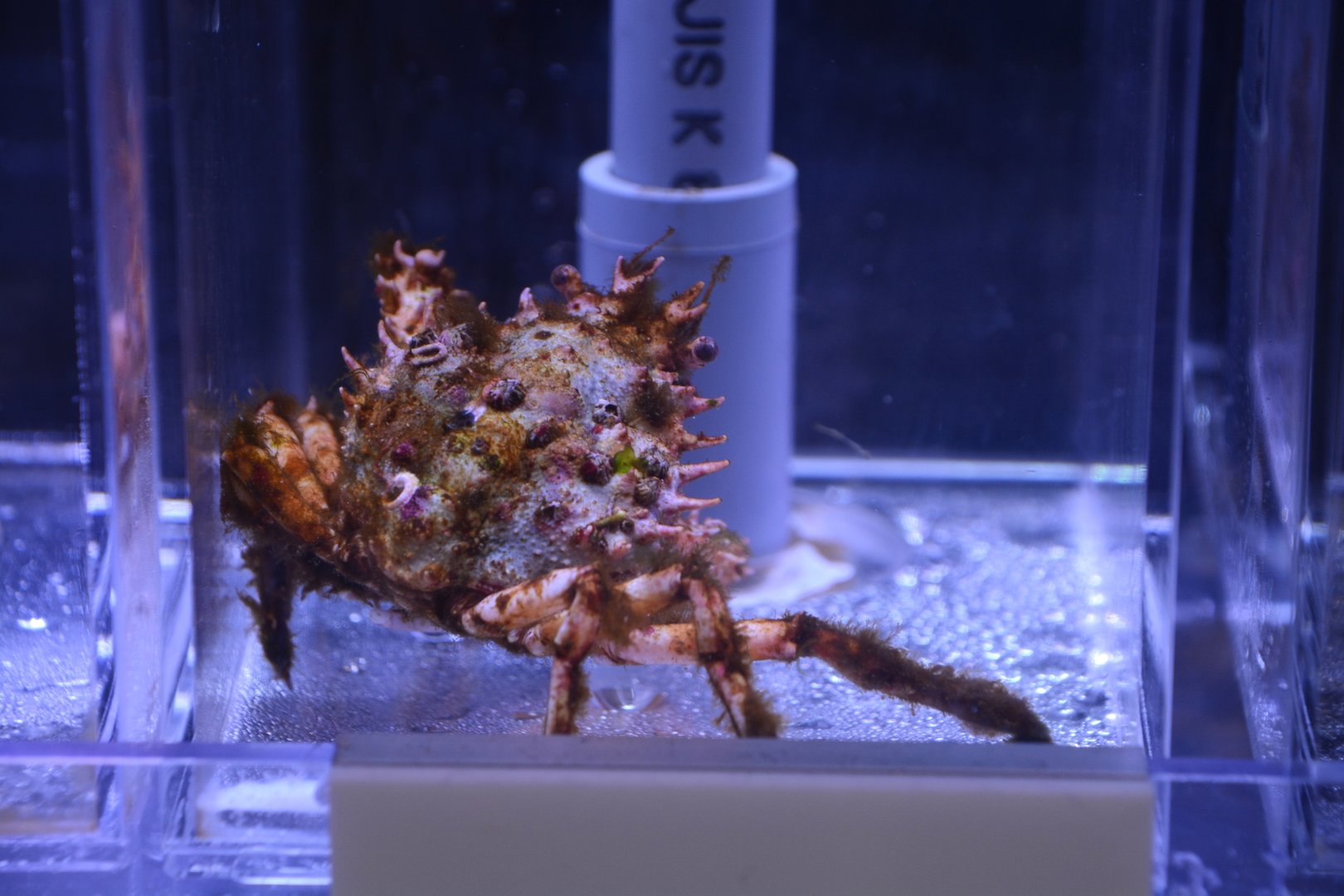 Ornamental spider crab (Schizophrys aspera)