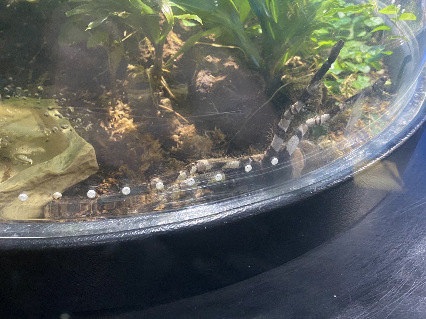 Ornamental tarantula