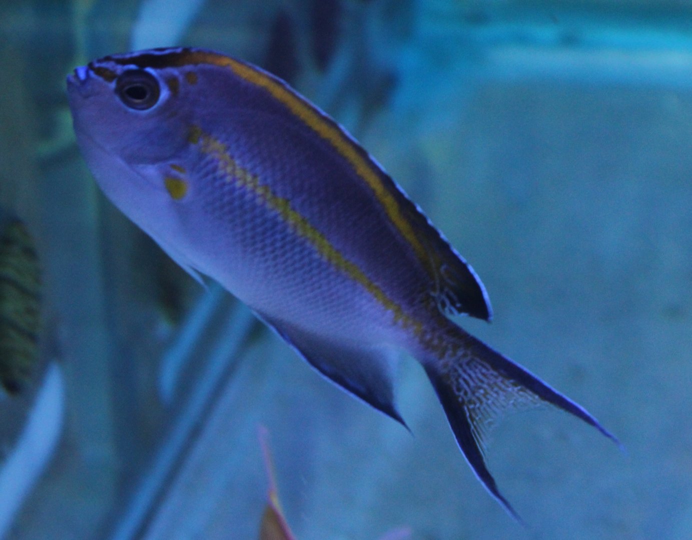 Ornate angelfish - Genicanthus bellus - female