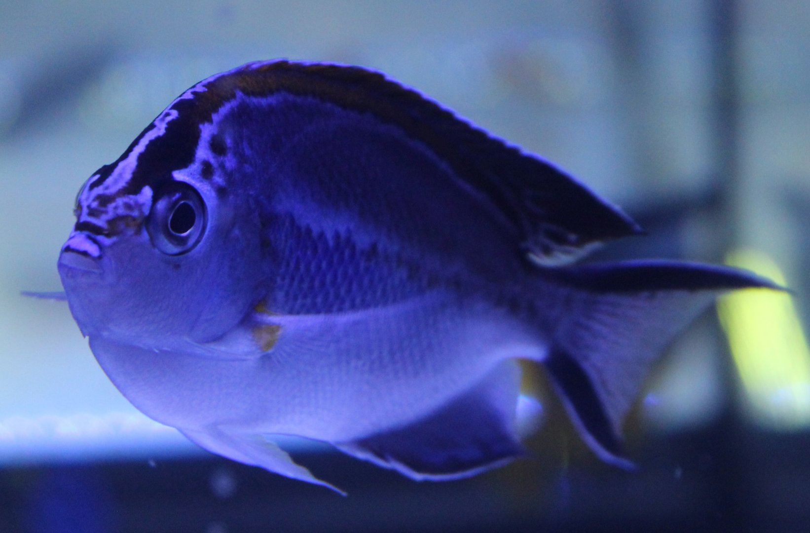 Ornate angelfish - Genicanthus bellus - female