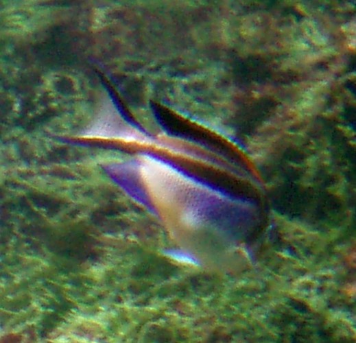 Ornate Angelfish (Genicanthus bellus)