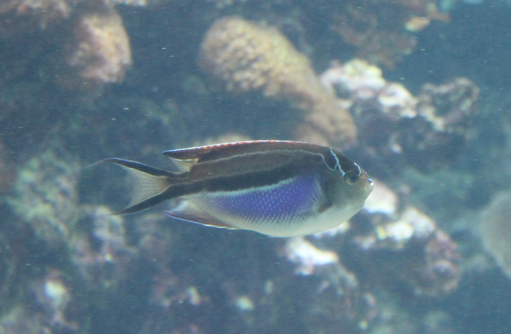 Ornate angelfish - Genicanthus bellus