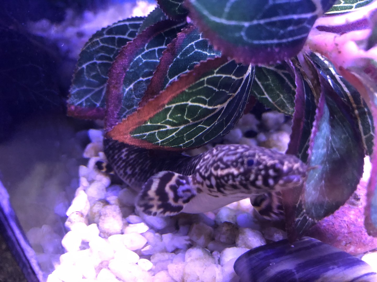 Ornate bichir (Arcata Pet Supply)