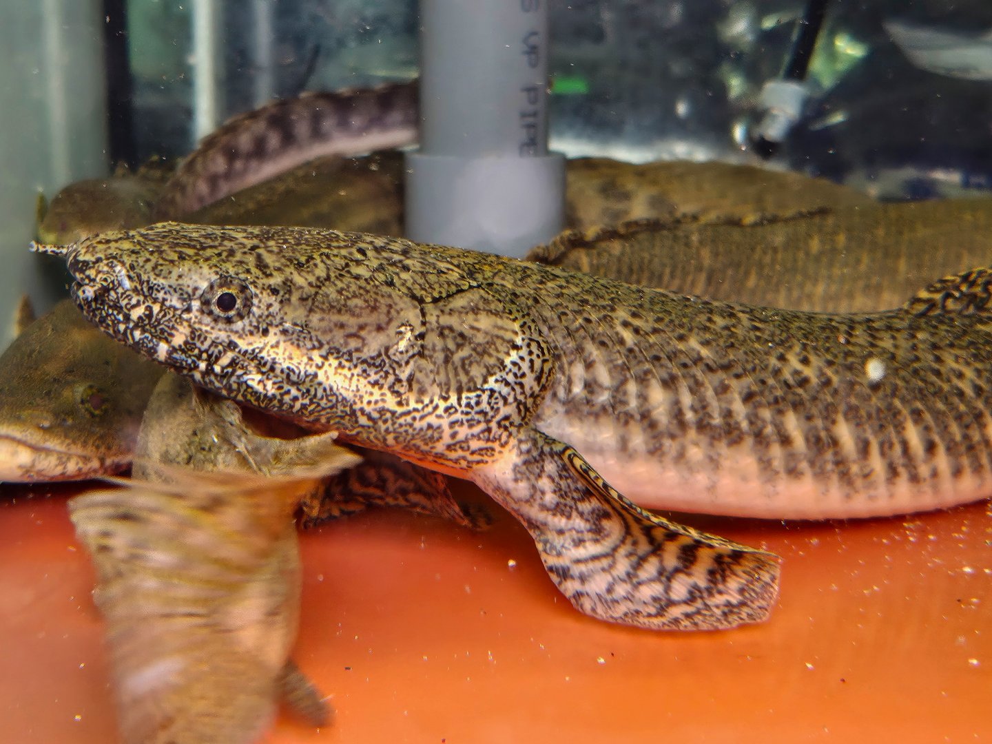 Ornate Bichir (Polypterus ornatipinnis 'Lake Tanganyika')