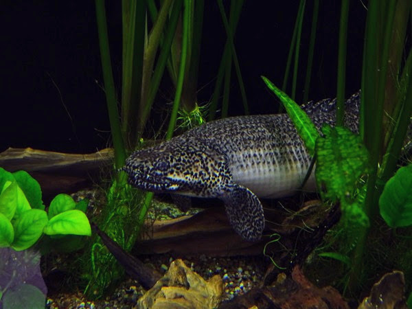 Ornate bichir (Polypterus ornatipinnis)