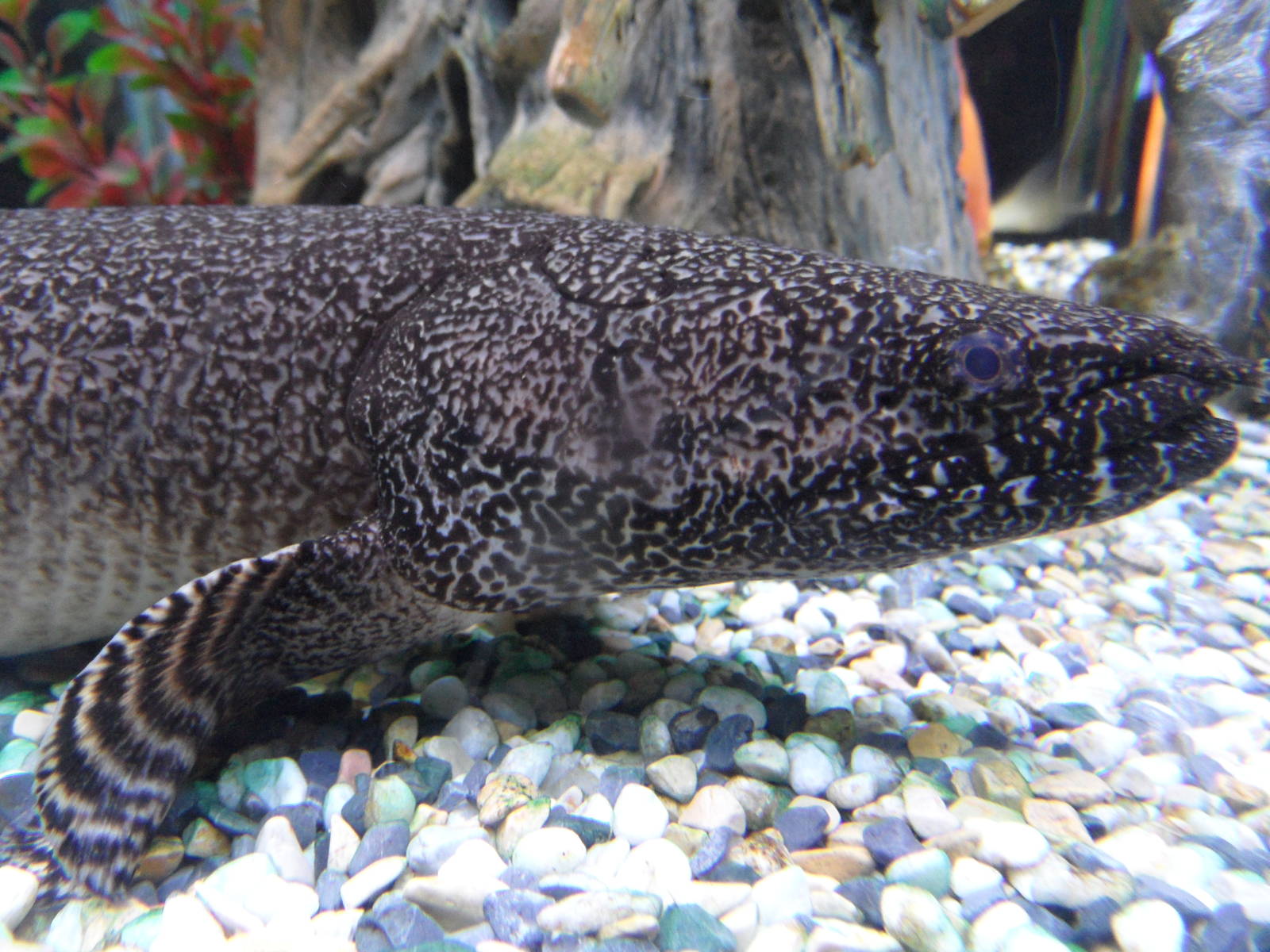Ornate bichir