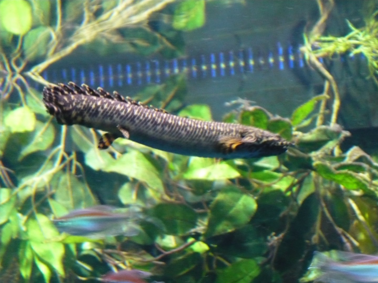 Ornate bichir