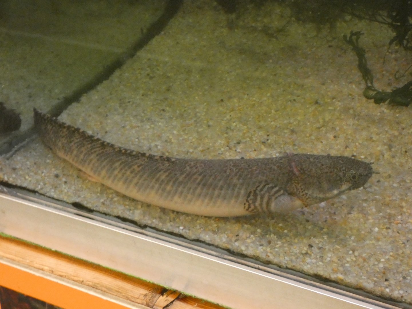 Ornate bichir