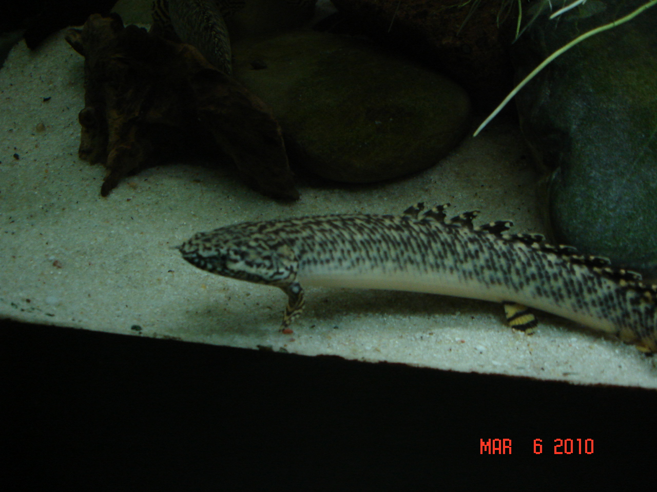 Ornate Bichir