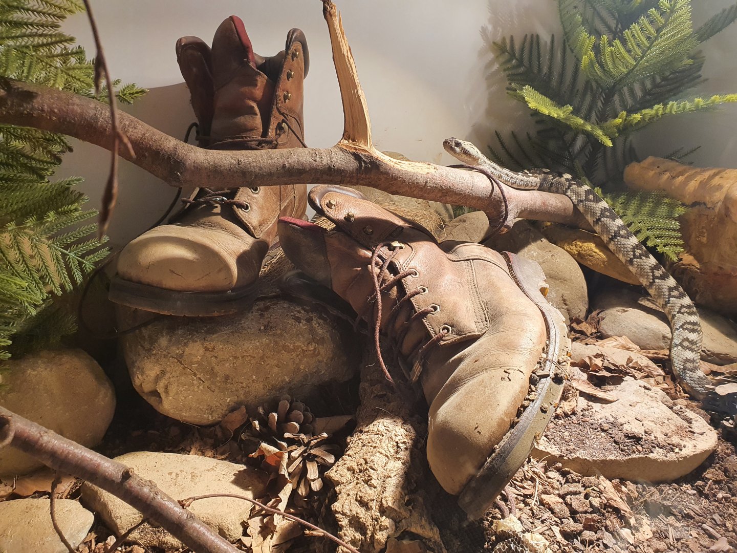 Ornate Black-tailed rattlesnake tank