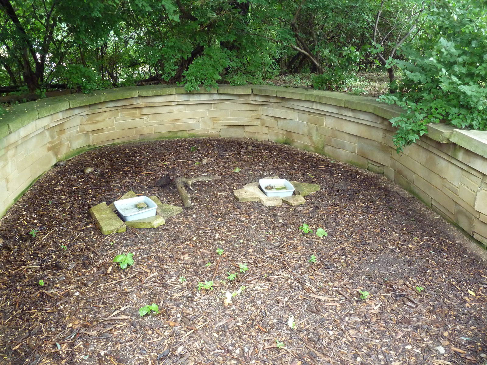 Ornate Box Turtle/Eastern Box Turtle Exhibit
