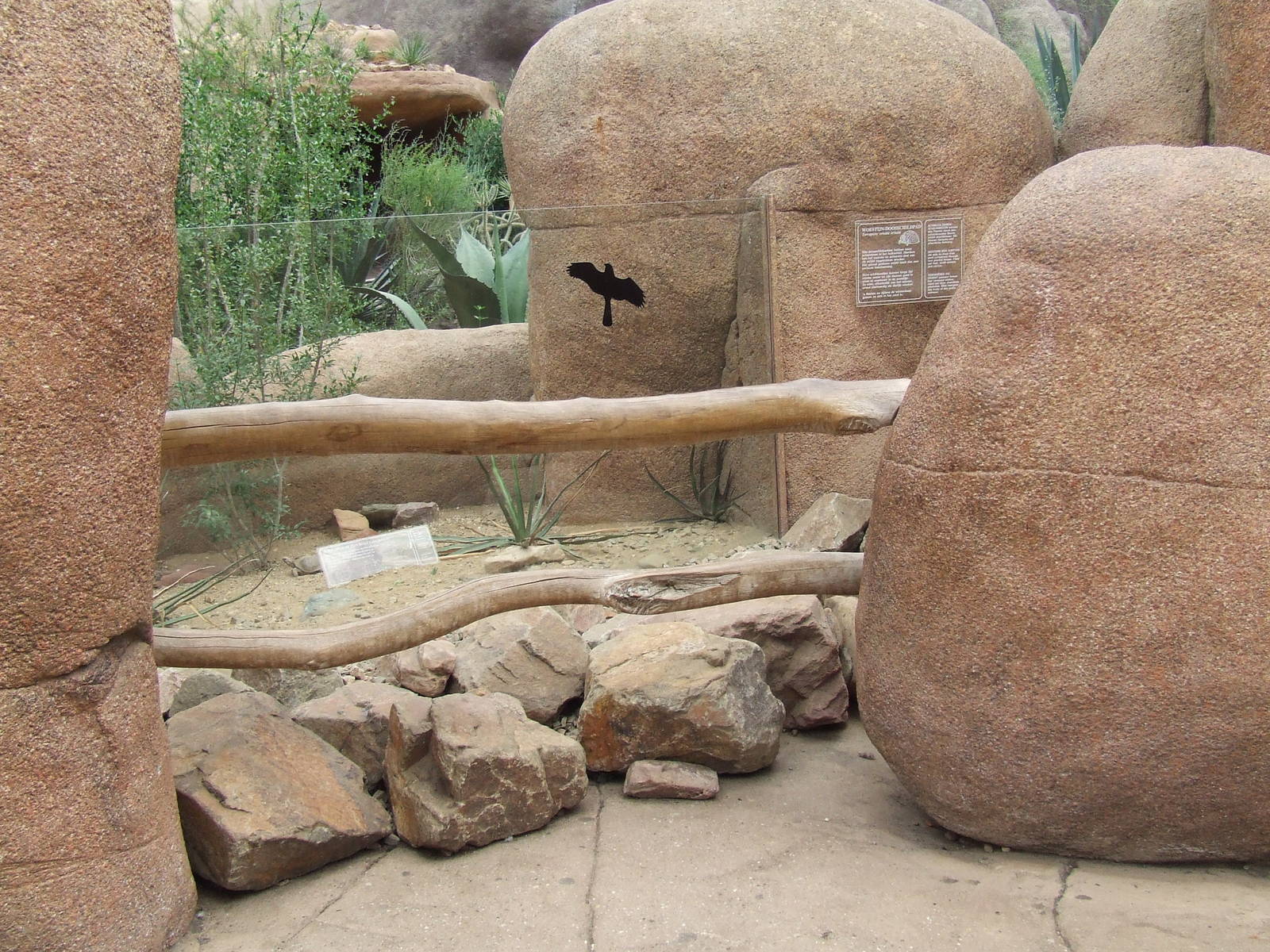Ornate Box Turtle exhibit, Burgers Desert