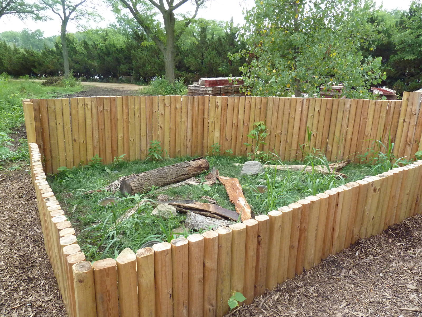 Ornate Box Turtle Exhibit