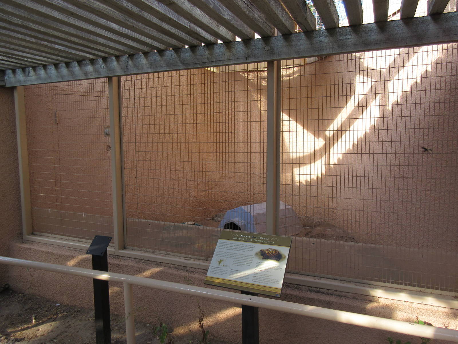 Ornate Box Turtle Exhibit