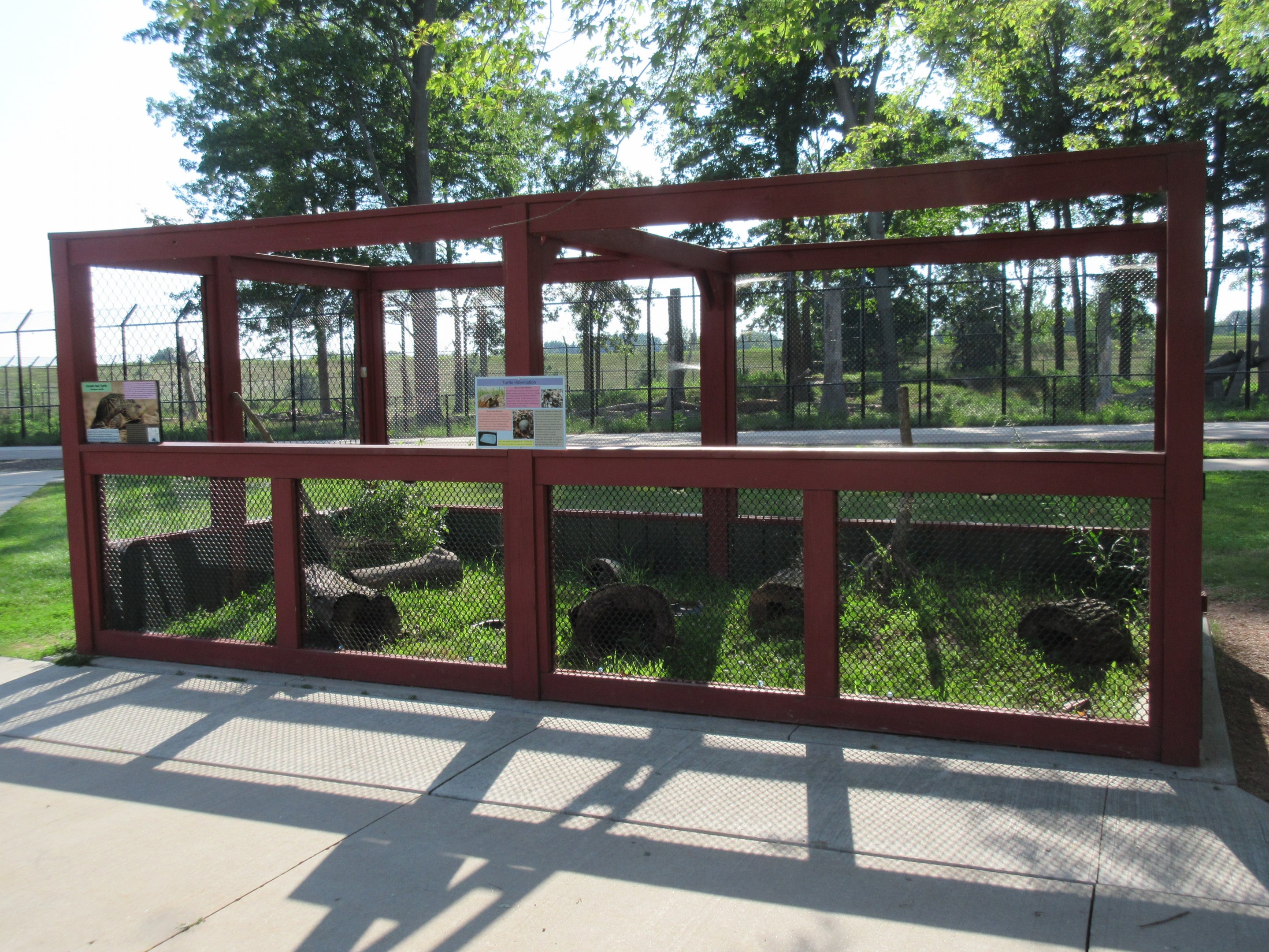 Ornate Box Turtle Exhibit