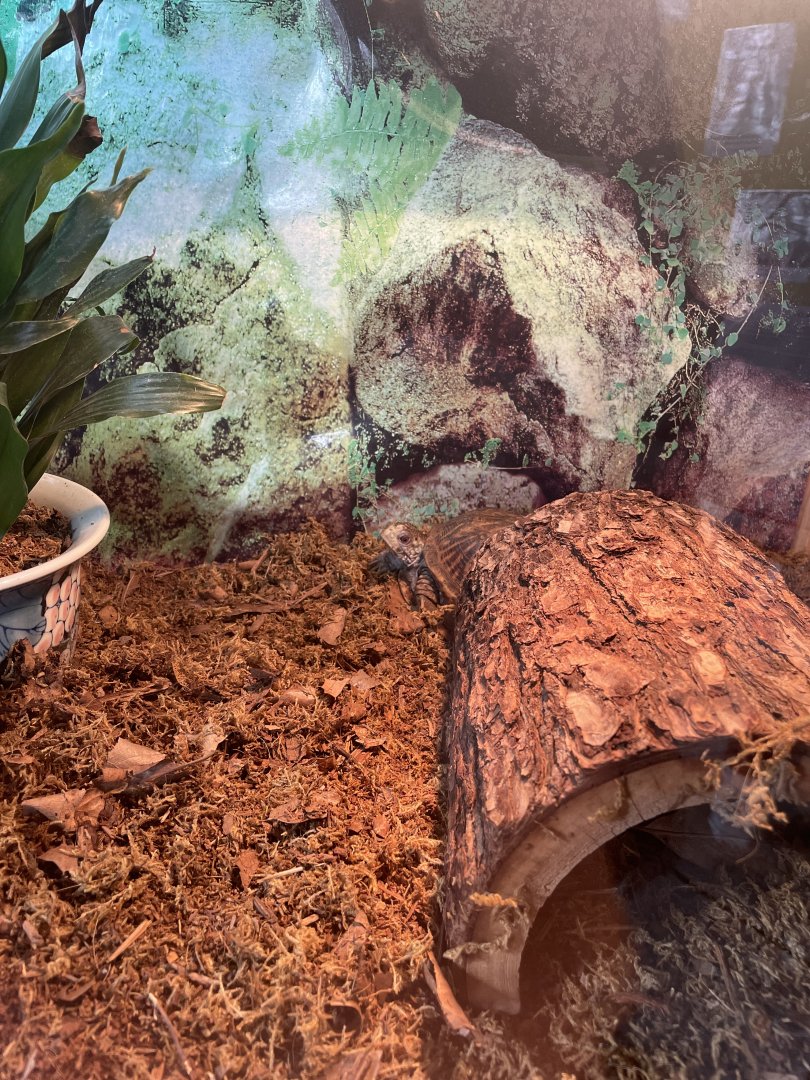 Ornate Box Turtle Exhibit