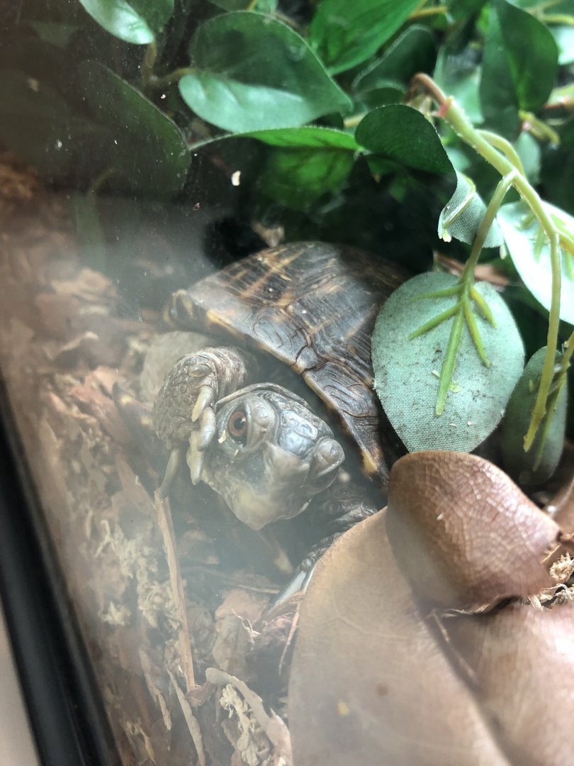 Ornate Box Turtle | Henry Vilas Zoo