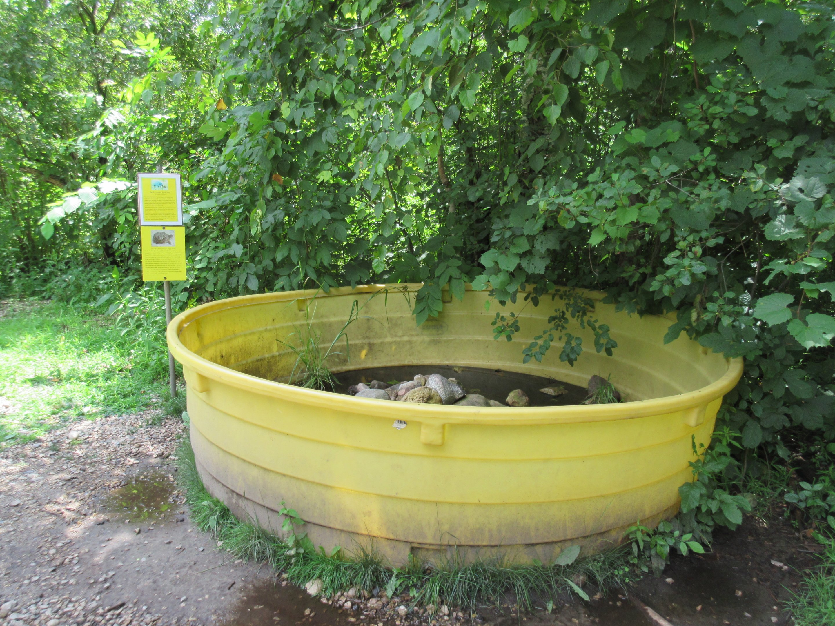Ornate Box Turtle/Red-footed Tortoise Exhibit