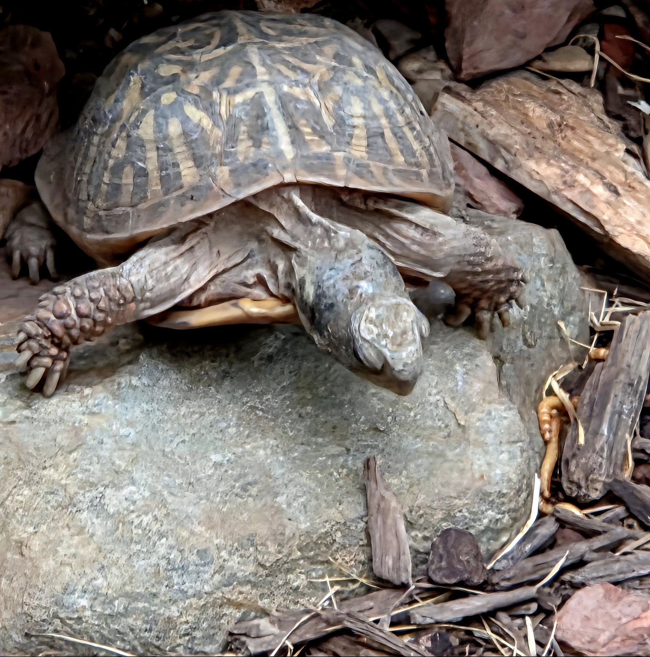 Ornate Box Turtle - Reptile Gardens