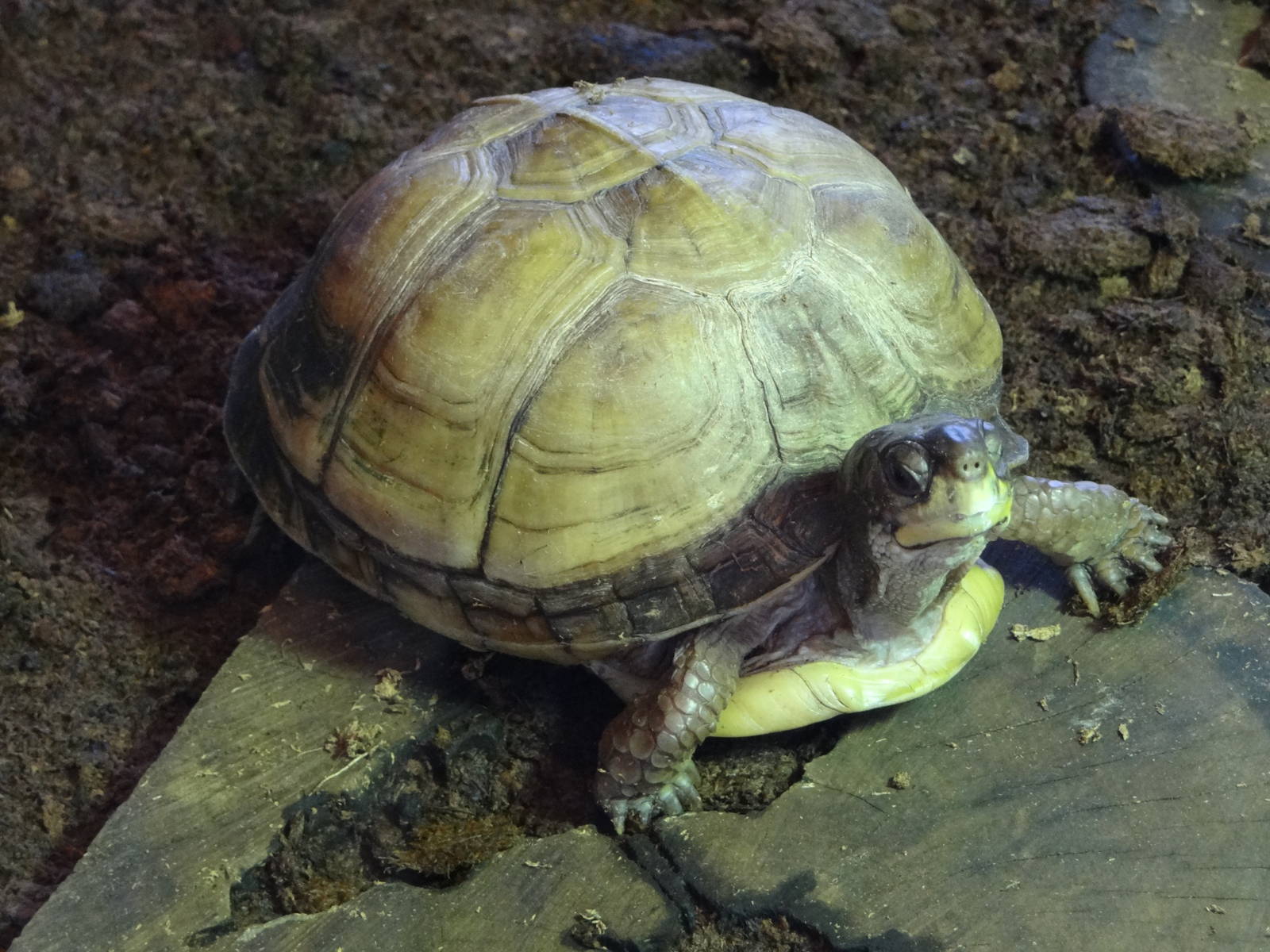 Ornate box turtle (Terrapene ornata)