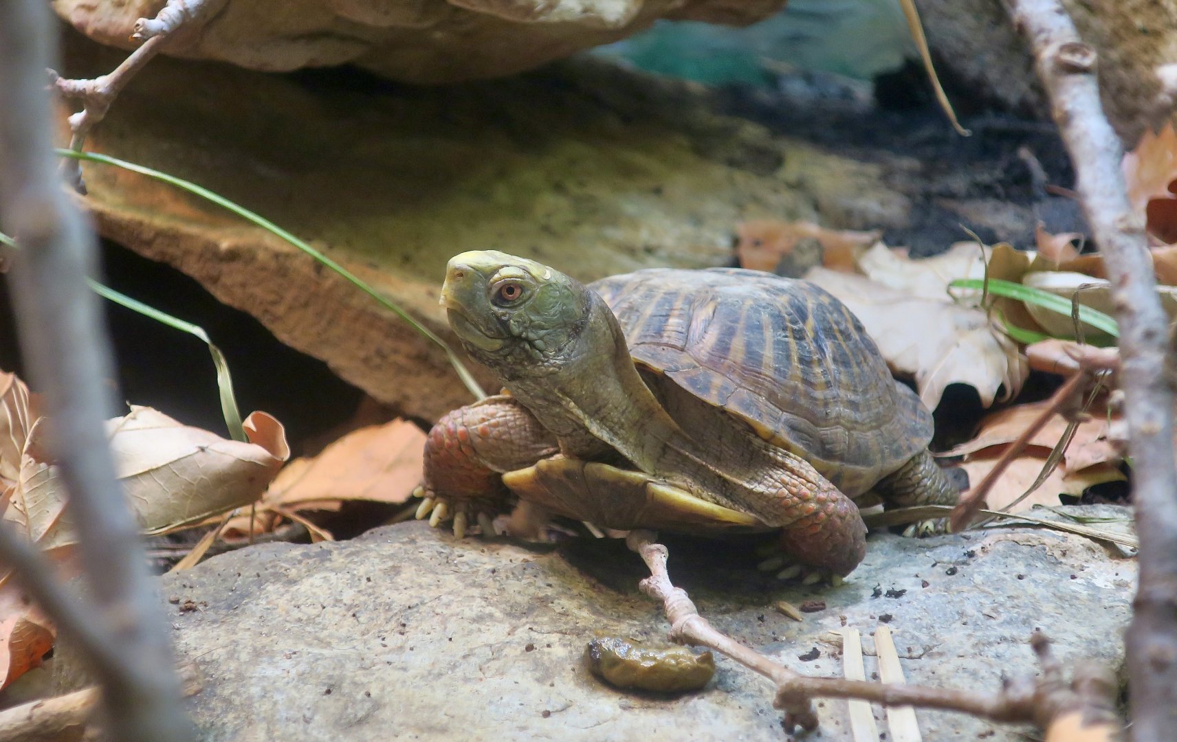 Ornate Box Turtle (Terrapene ornata)