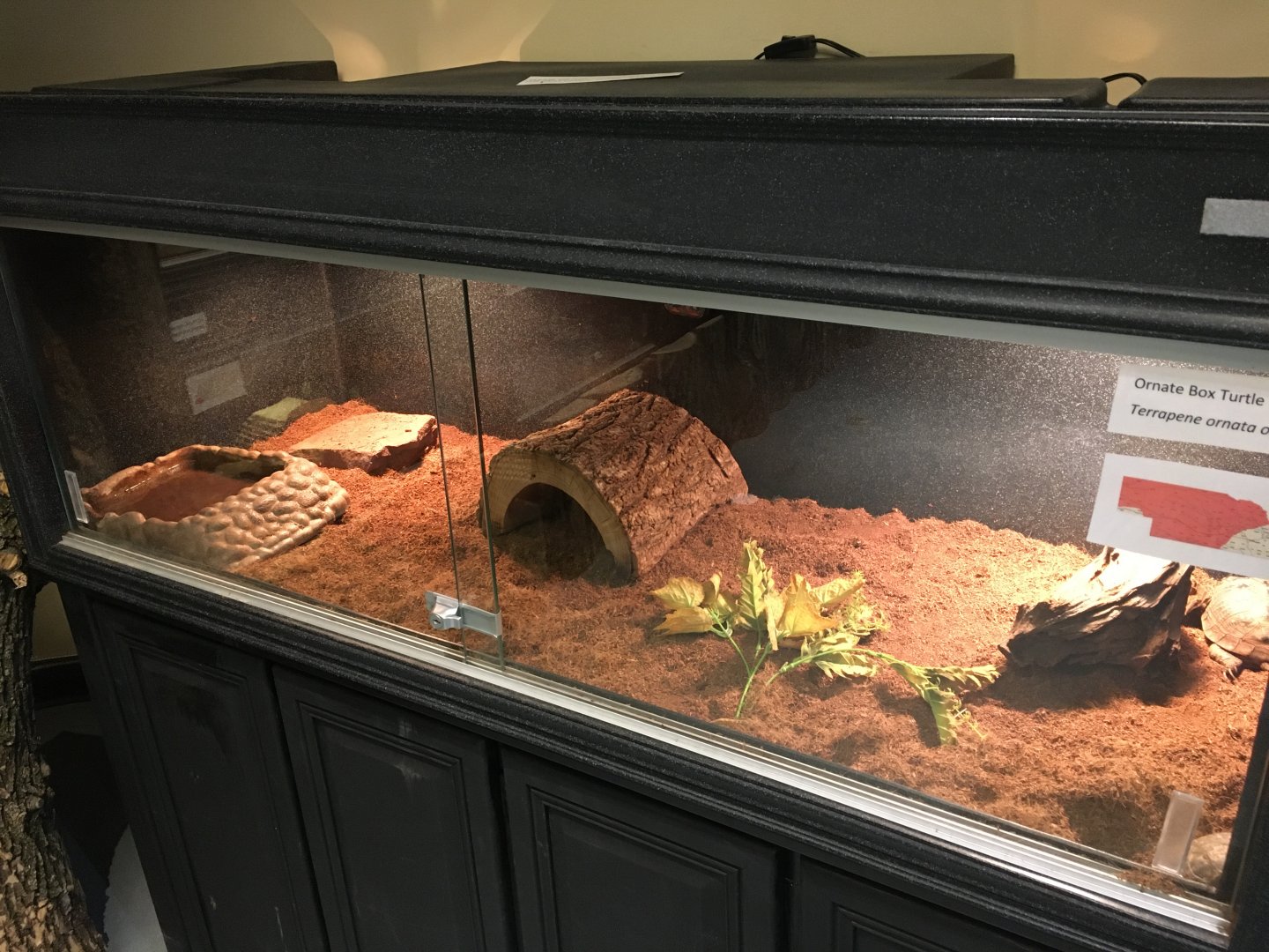 Ornate Box Turtle Terrarium