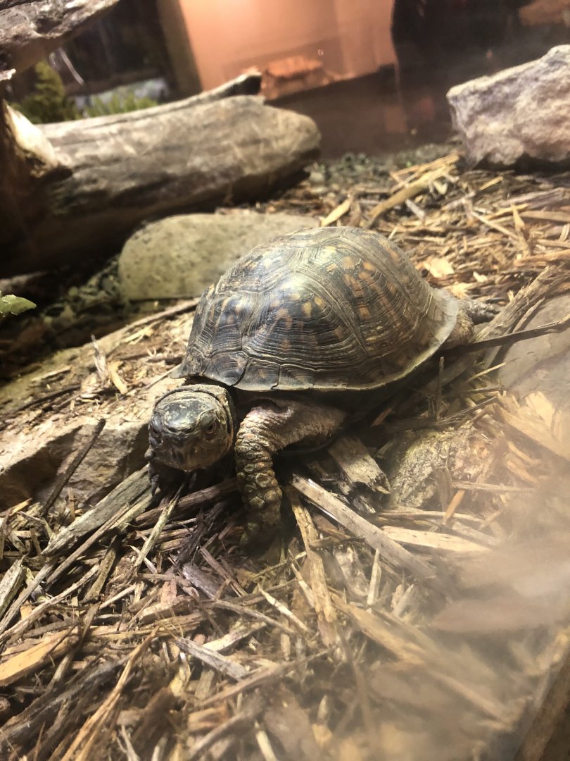 Ornate? Box Turtle