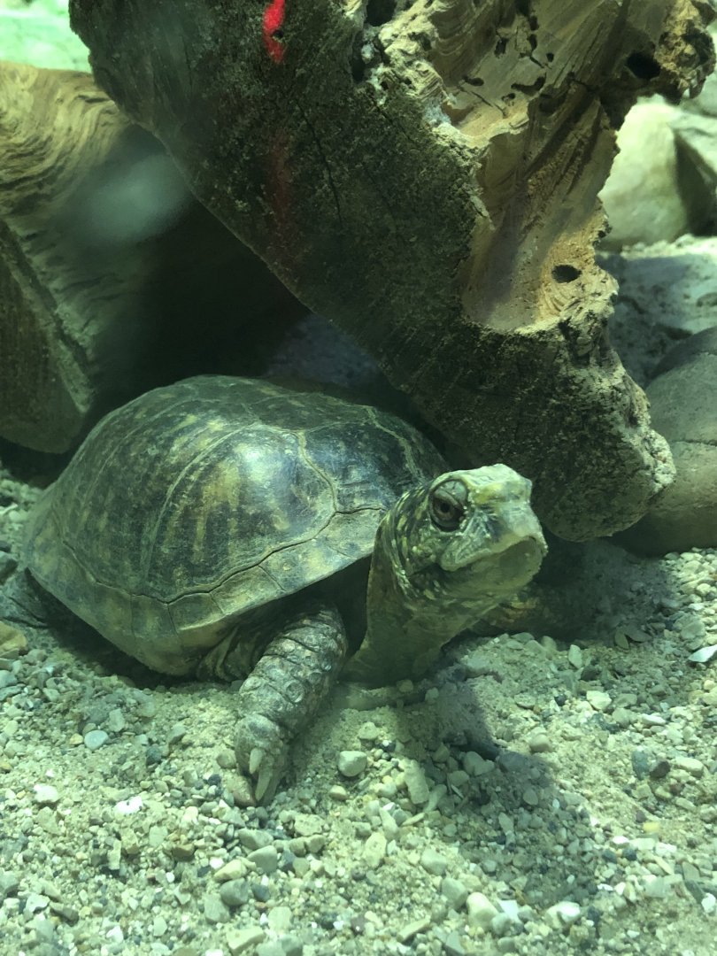 Ornate? Box Turtle