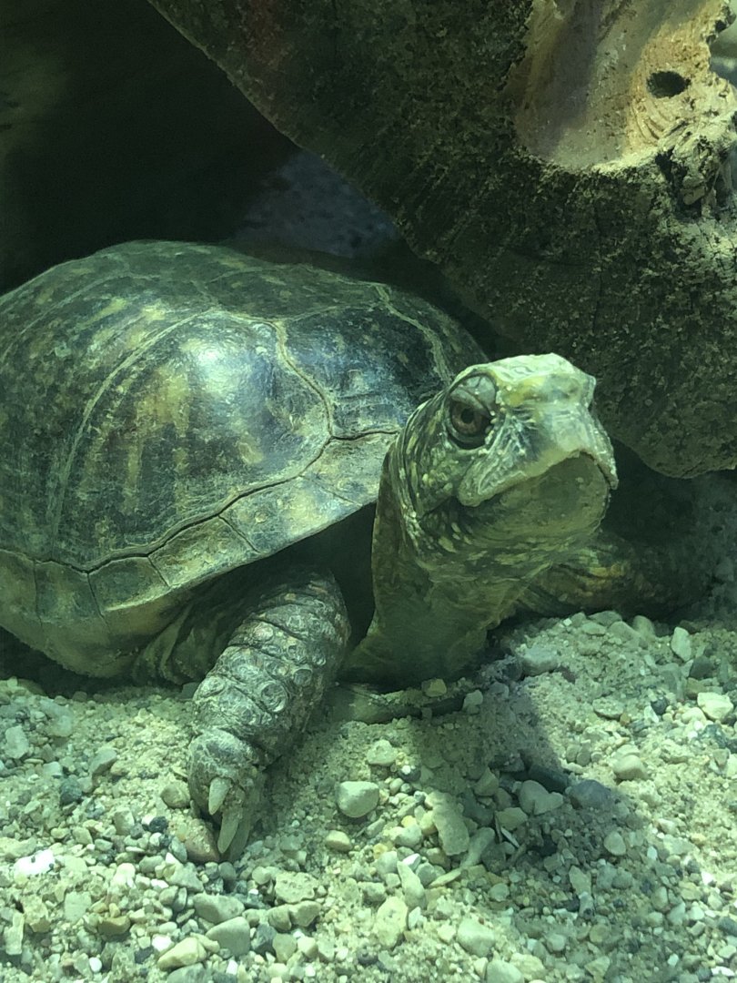 Ornate? Box Turtle