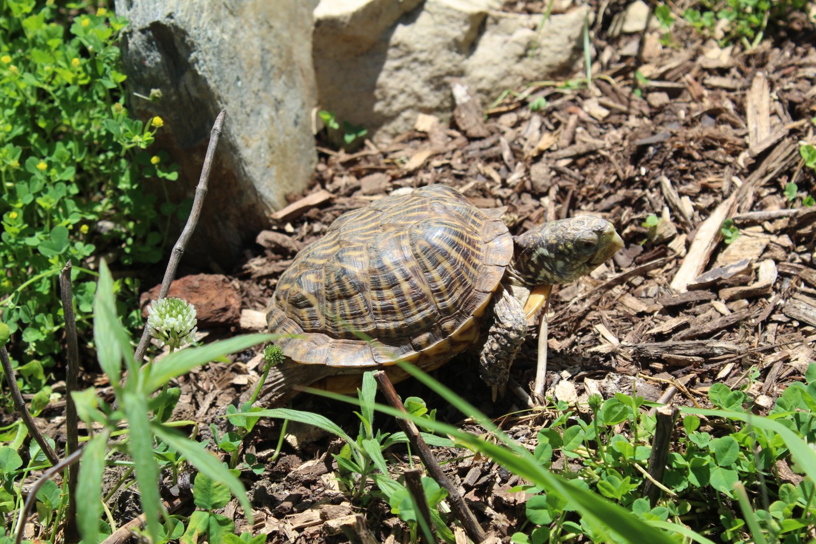 Ornate Box Turtle