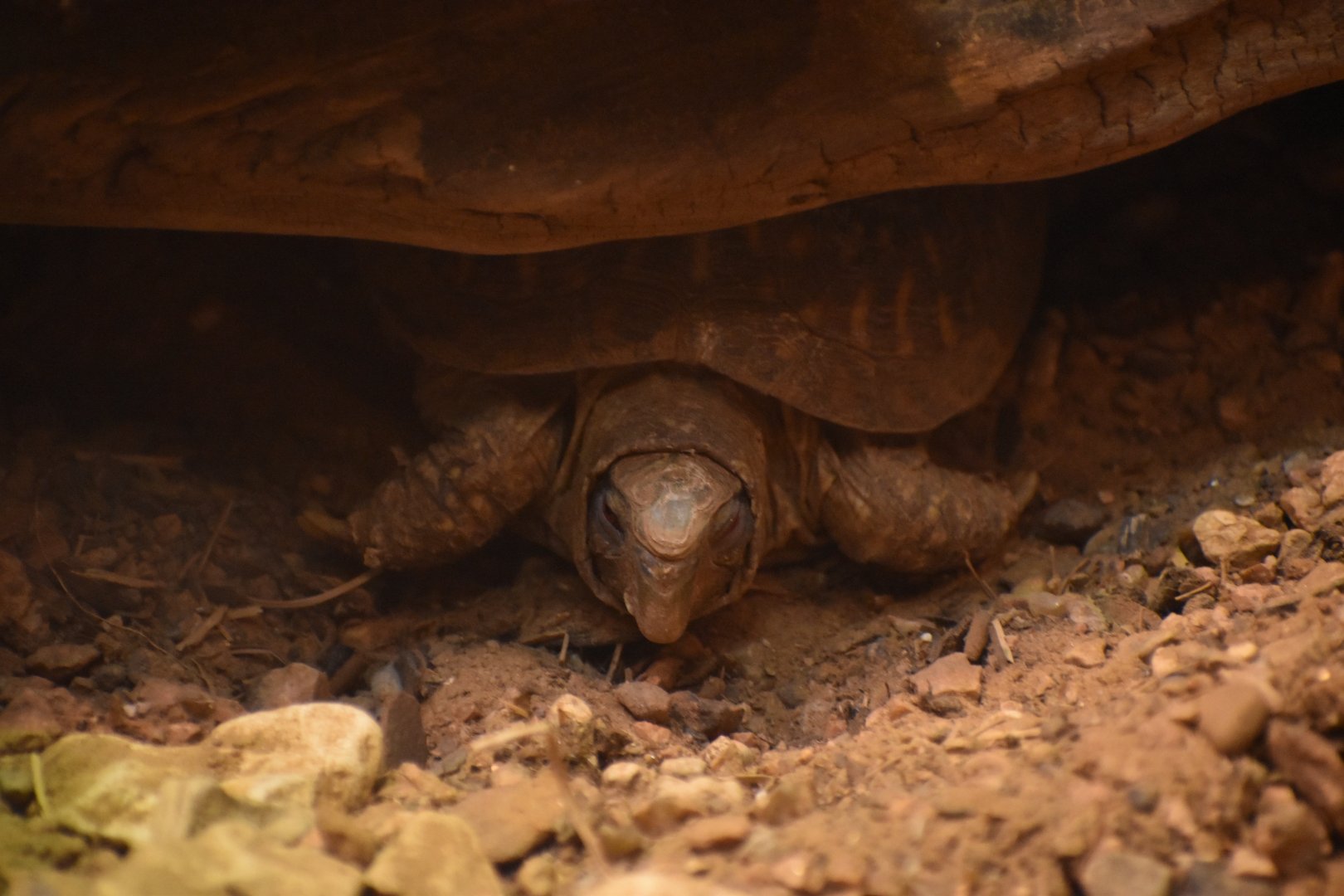 Ornate Box Turtle