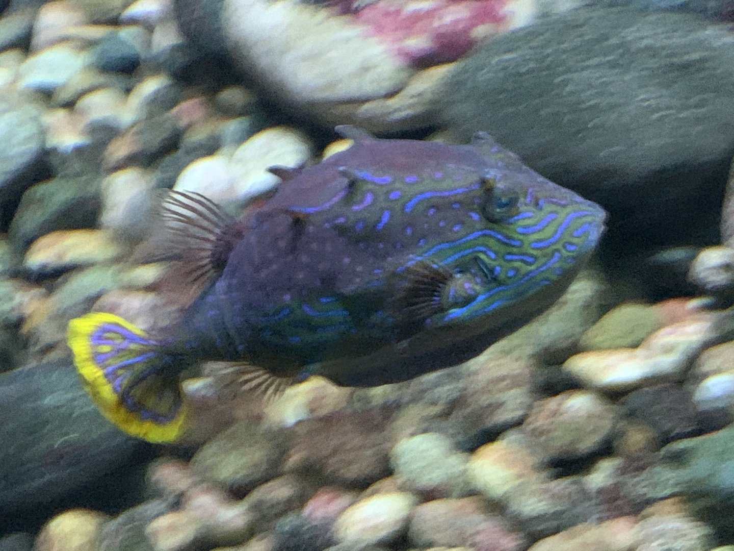 Ornate Boxfish (Aracana ornata)