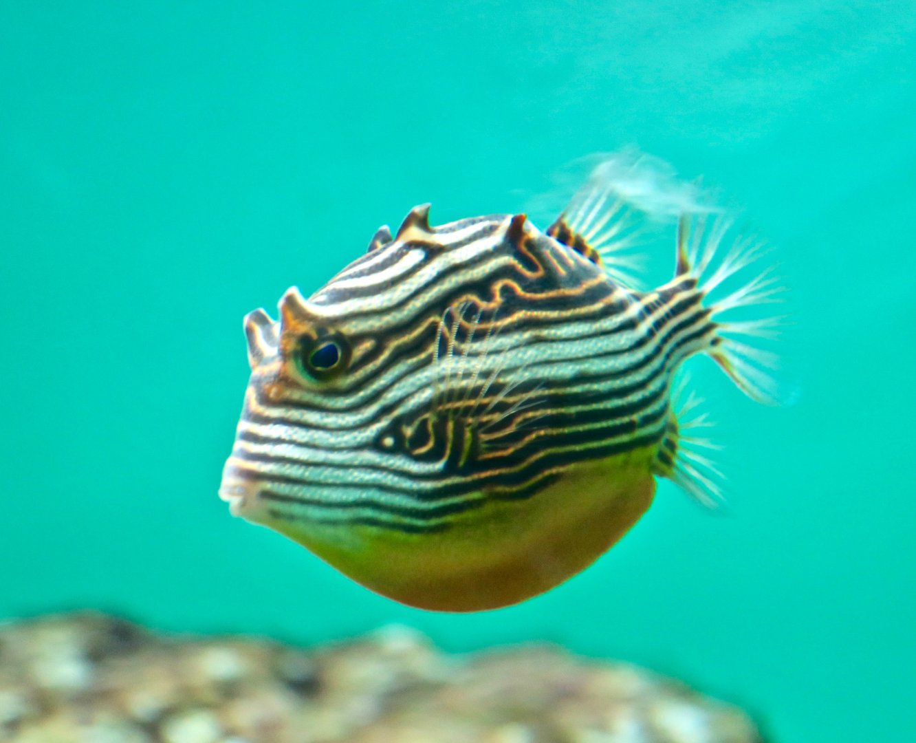 Ornate boxfish female (Aracana ornata)